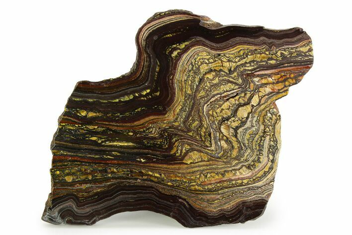 Polished Tiger Iron Stromatolite Slab - Billion Years #351905